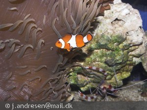 Amphiprion ocellaris (Cuvier 1830)