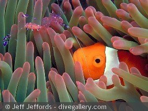 Amphiprion ocellaris