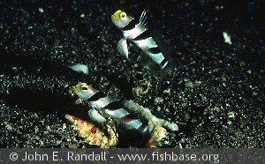 Stonogobiops nematodes og rejen Alpheus randalli