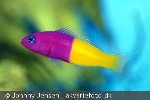 Pictichromis paccagnellae