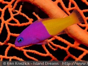 Pictichromis paccagnellae