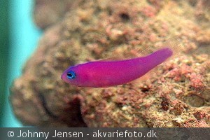 Pictichromis porphyrea