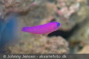 Pictichromis porphyrea