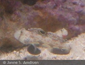 Signigobius biocellatus - i baggrunden ses Amblyeleotris guttata