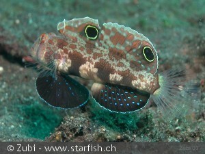 Signigobius biocellatus