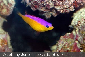 Pictichromis diadema