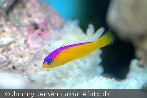 Pictichromis diadema