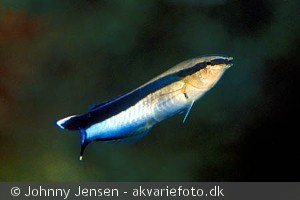Labroides dimidiatus