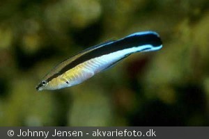 Labroides dimidiatus