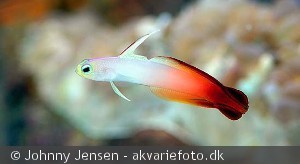 Nemateleotris magnifica