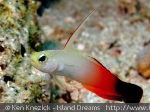 Nemateleotris magnifica