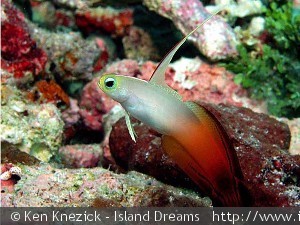 Nemateleotris magnifica