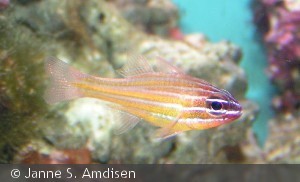 Apogon cyanosoma
