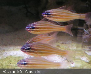 Apogon cyanosoma