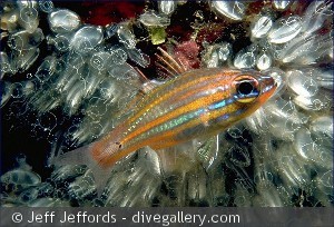Apogon cyanosoma