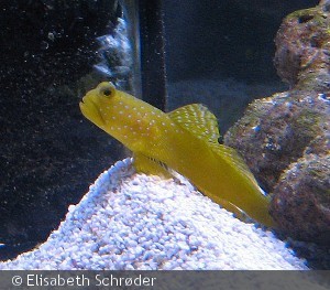 Cryptocentrus cinctus
