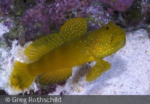Cryptocentrus cinctus