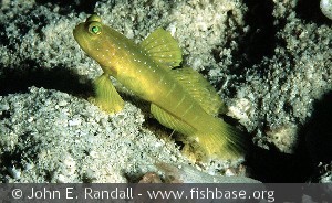 Cryptocentrus cinctus