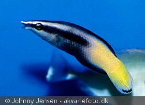 Labroides bicolor