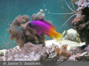 Gramma brasiliensis