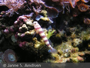 Amblyeleotris wheeleri