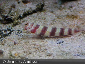 Amblyeleotris wheeleri