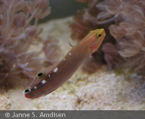 Amblyeleotris rainfordi