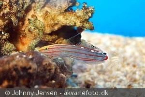 Amblyeleotris ranfordi