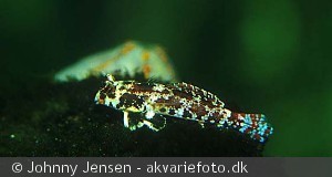 Synchiropus ocellatus