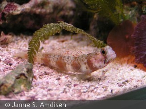 Amblyeleotris latifasciata