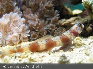 Amblyeleotris latifasciata