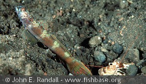 Amblyeleotris latifasciata