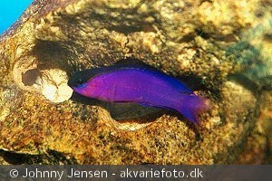 Gramma melacara