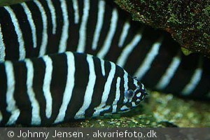 Gymnomuraena zebra