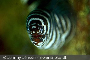 Gymnomuraena zebra