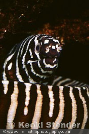 Gymnomuraena zebra