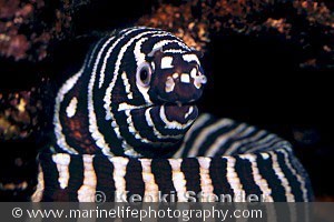 Gymnomuraena zebra
