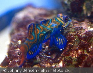 Synchiropus splendidus