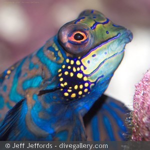 Synchiropus splendidus