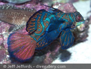 Synchiropus splendidus