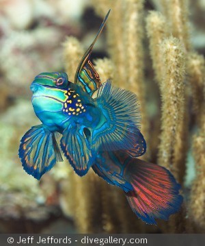 Synchiropus splendidus