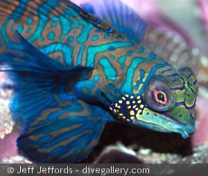 Synchiropus splendidus