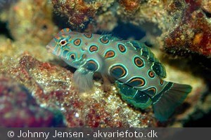 Synchiropus picturatus