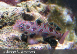 Synchiropus picturatus, hun