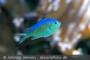 Chromis viridis
