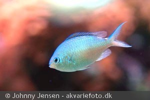 Chromis viridis