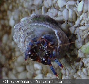 Clibanarius tricolor
