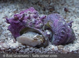 Astraea tectum