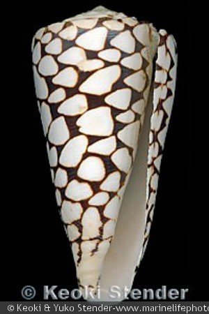 Conus marmoreus