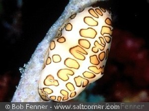 Cyphoma gibbosum